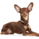The ears of the toy terrier: production and care