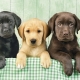 Labrador color variations