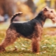 Welsh terrier: description, content and training