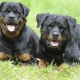 Rottweiler weight and height: the main parameters of the breed