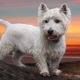 West Highland White Terrier: all about the dog breed