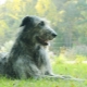 Wolfhounds: description of breeds, history, features of content and education