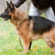 Education and training of a German shepherd