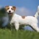 Everything you need to know about the Jack Russell Terrier