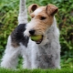Everything you need to know about Wire Fox Terriers