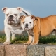 All about Bulldogs