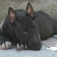 All About Black Bull Terriers
