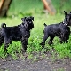 All about the Black Miniature Schnauzers