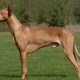 All about the Pharaoh Hound