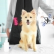All about dog grooming