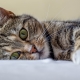 All about cats: description, types and contents