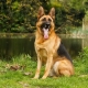 All About German Shepherds