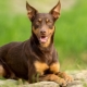 All about the Australian Kelpie dog breed