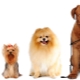All about dog sizes: varieties and methods of measurement