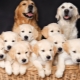 All About Dog Breeding