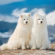 All about Samoyeds