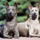 All about Thai Ridgebacks