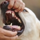 Teeth in dogs: quantity, structure and care