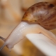 Achatina fulica albino: what do snails look like and how do they contain them?