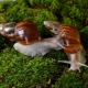 Achatina fulica: description of snails, maintenance and care