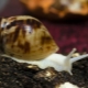 Achatina albino reticulate: maintenance and care of the snail at home