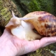 Achatina reticulate: types and cultivation