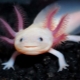 Axolotl: who is it, types, sizes and contents