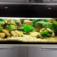 Aquarium of 150 liters: sizes, lighting and selection of fish