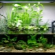 Aquarium 40 liters: how to arrange and what kind of fish can be kept?