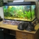 Aquarium 60 liters: size, design and selection of fish