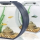 Aquarium for beginners: aquarium and fish selection, care features