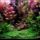 Aquarium herbalist: features and recommendations for manufacturing