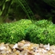 Aquarium riccia: varieties and recommendations for content