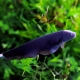 Aquarium fish-knife: types, contents and compatibility