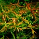 Aquarium plant ludwigia: types, maintenance and care