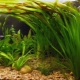 Aquarium plant Wallysneria: planting, care and maintenance