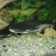 Aquarium sharks: features, species and rearing