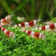 Aquarium shrimp: varieties, selection, care, breeding