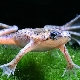 Aquarium frogs: description and types, maintenance and care