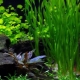 Aquarium plants: types, care and maintenance of grass