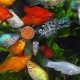 Aquarium fish of mollinsia: varieties, selection, care, reproduction