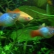 Pecilia aquarium fish: varieties, selection and content