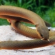 Aquarium fish-snakes: varieties, selection, care, breeding