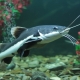 Aquarium catfish: varieties, tips on care and reproduction