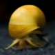 Aquarium snails: pros and cons, varieties, care and reproduction