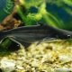 Aquarium shark catfish: description, care and breeding