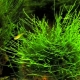 Aquarium moss: varieties, selection, care and breeding