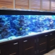 Aquariums of 1000 and more liters: features and choice of fish