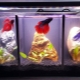 Aquariums for males: selection, equipment and maintenance