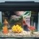Aquariums of 15 liters: varieties, selection, maintenance, settlement